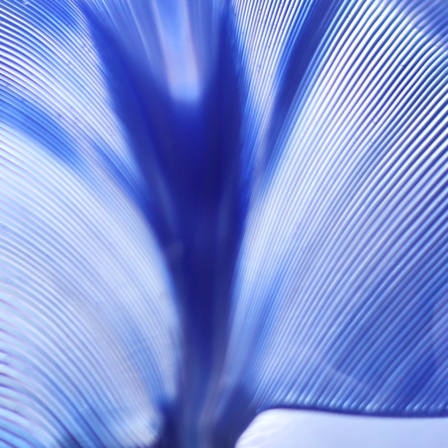leaf dish(xs) / Venini